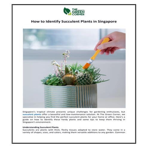 The Green Corner - Best Succulent Plants for Beginners | Easy-Care ...