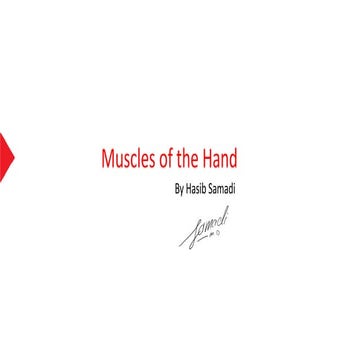 anatomy of the hand muscles