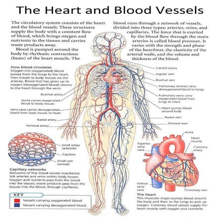 The heart and blood vessels