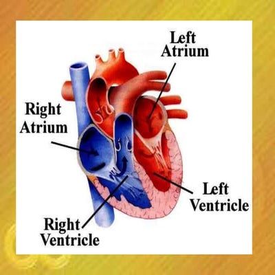 Heart and Blood Circulation
