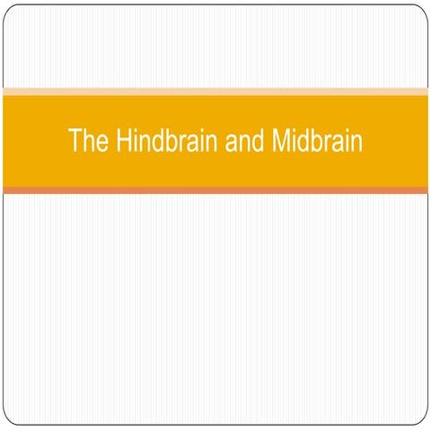The Hindbrain And Midbrain