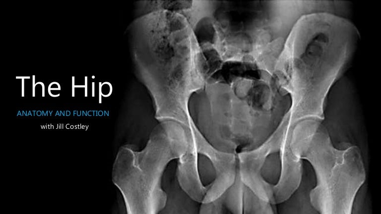 The Pelvis And Hip Function And Anatomy