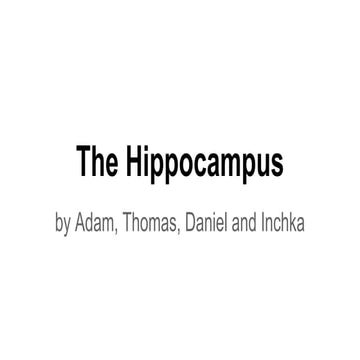 The Brain Museum - The Hippocampus