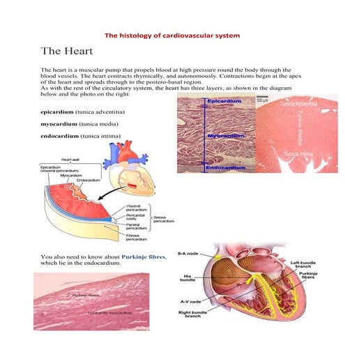 The histology of cvs