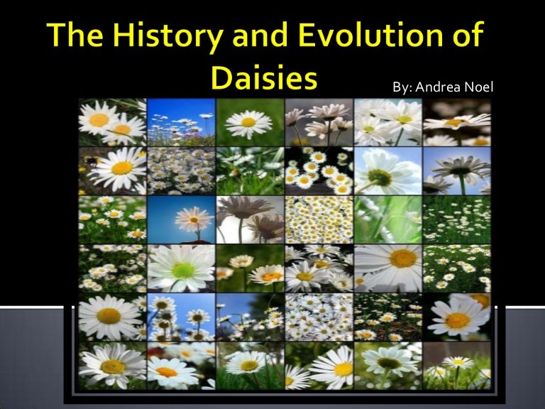 The history and evolution of daisies