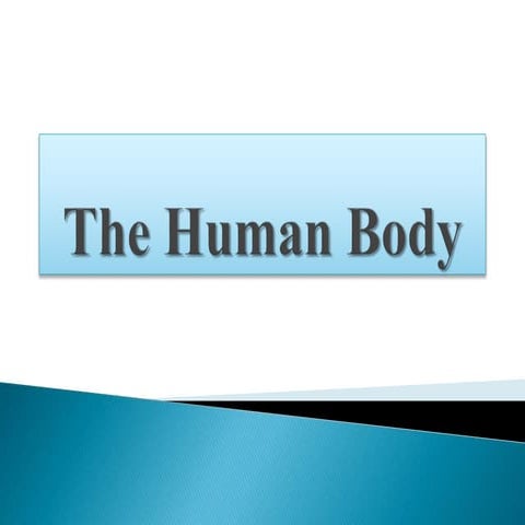 The human body