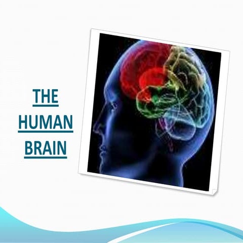 THE BRAIN AND LIMBIC SYSTEM – PARTS AND FUNCTION | PPTX
