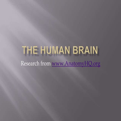 The human brain
