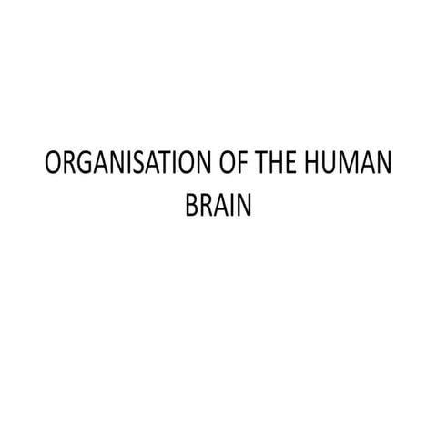 The human brain