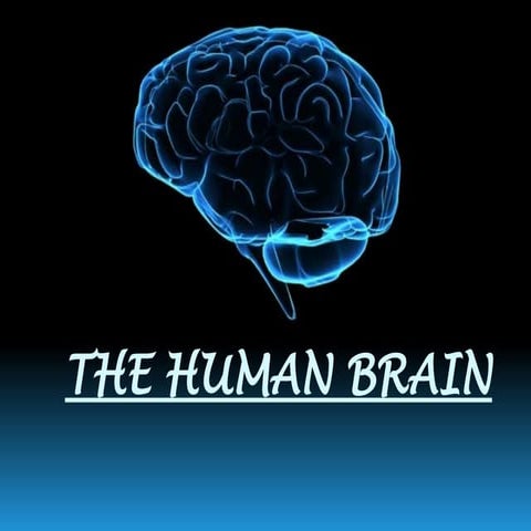The Human brain l PPT | PPTX