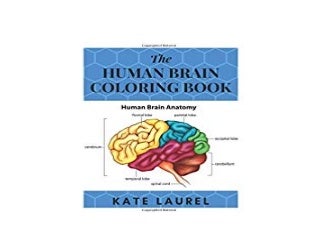 'brain' on SlideShare