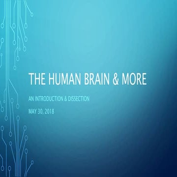 Triune Brain | PDF