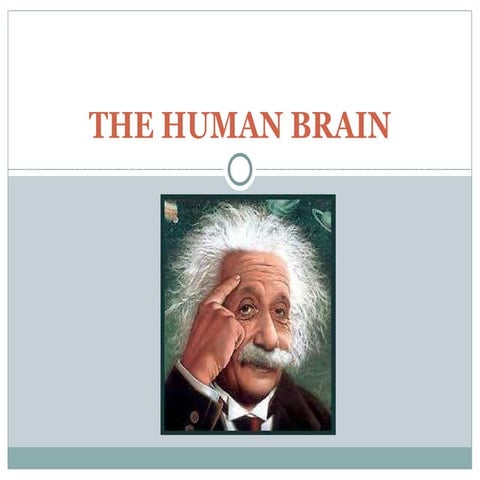 The human brain presentation