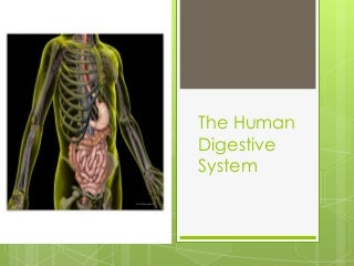 'human digestive system' on SlideShare