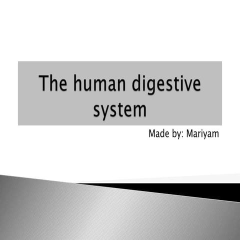 The human digestive system