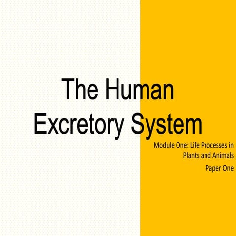The Human Excretory System