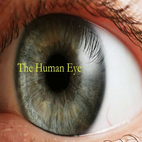 The human Eye Powerpoint Testing how you see