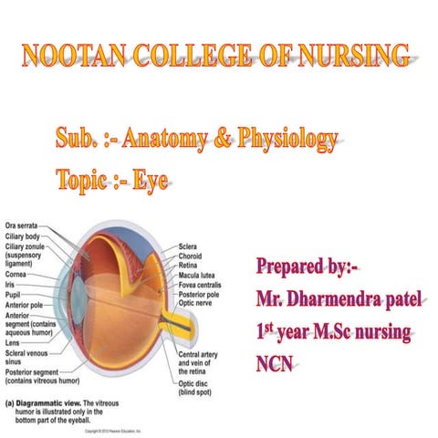 The human eye amatomy