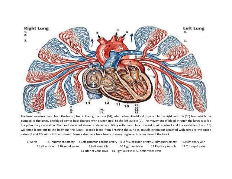 The human heart labeling activity