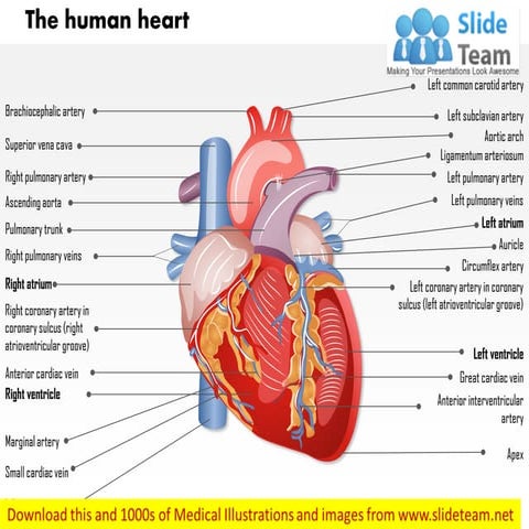 The human heart medical images for power point
