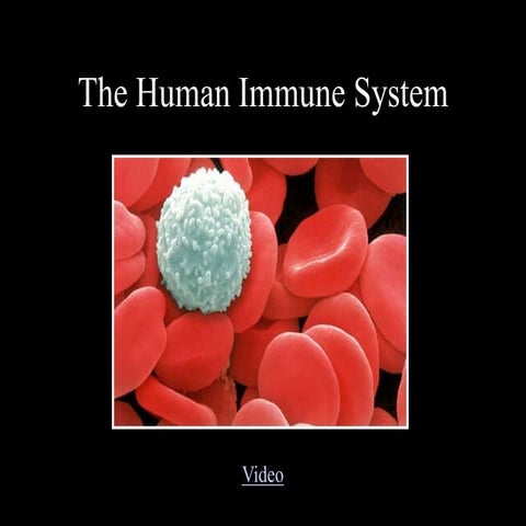 The human immune system with clear illustration