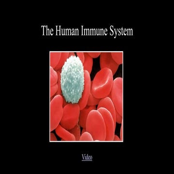 sfdvdbdbfbfbfbfbThe Human Immune System.pptx