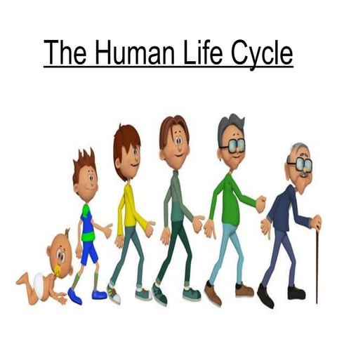 The human life cycle 