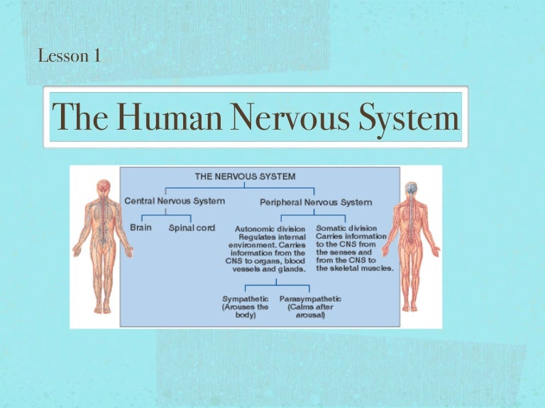 The human nervous system