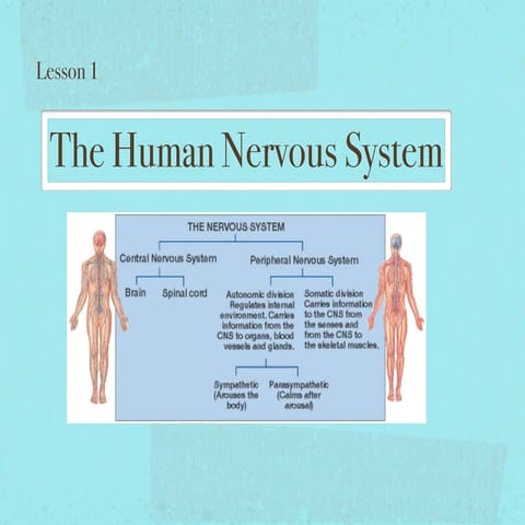 The human nervous system