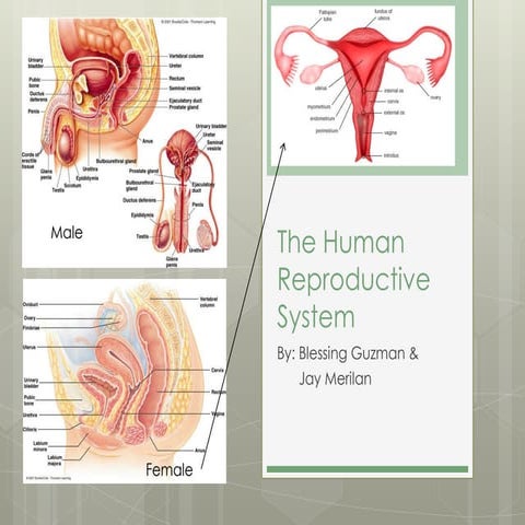 The human reproductive system