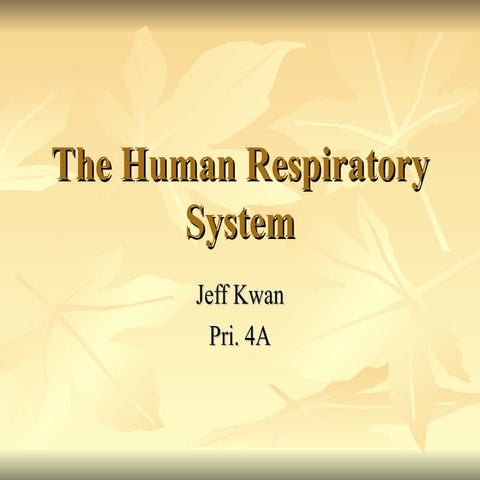 The human respiratory system