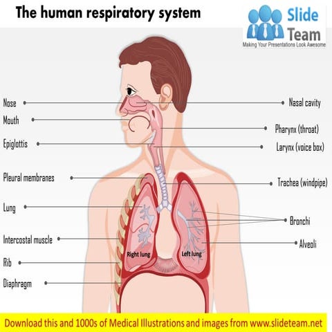 The human respiratory system medical images for power point