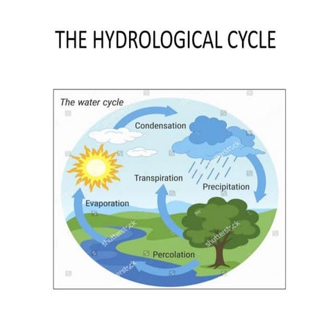 The hydrological cycle