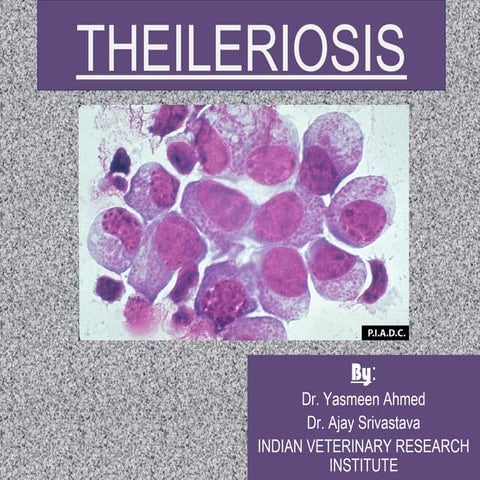 Theileriosis.