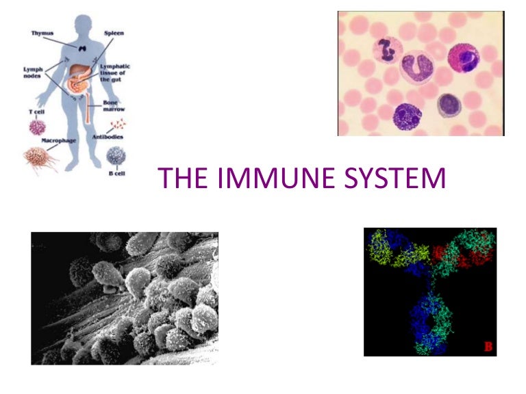 The immune system