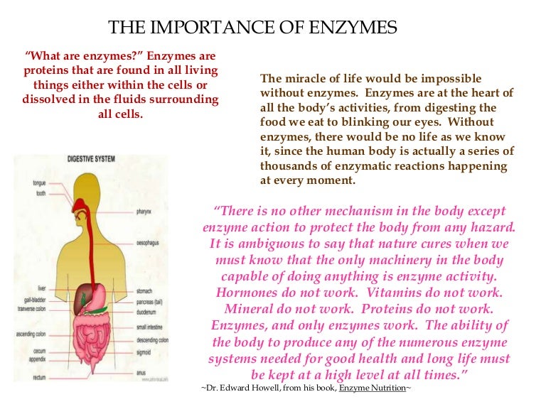 The importance of enzyme power point