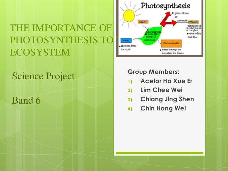 The Importance Of Photosynthesis In The Ecosystem