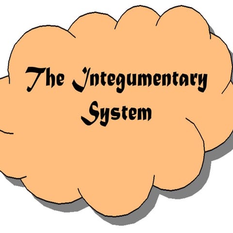 The integumentary system