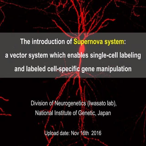 The introduction of supernova system: a vector system for single-cell labelin...