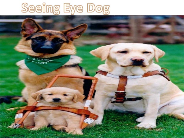 The israel guide dog center for the blind
