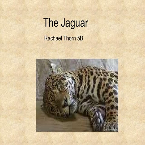 Rachael_T_The jaguar2