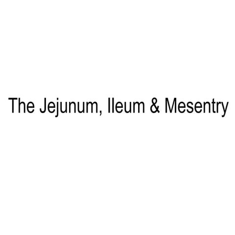 The jejunum, ileum &amp; mesentery