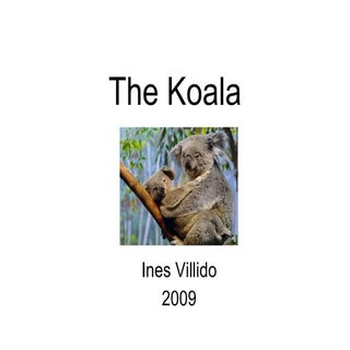 The Koala -  Presentation