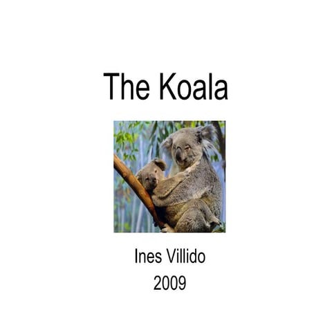 The Koala -  Presentation