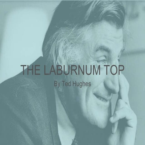 The laburnum top