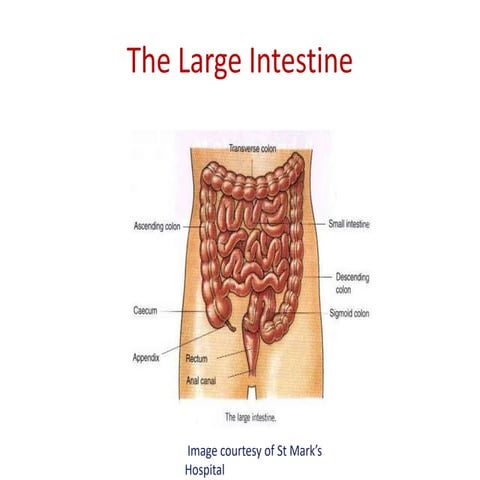The Large Intestine. The Large Intestine.