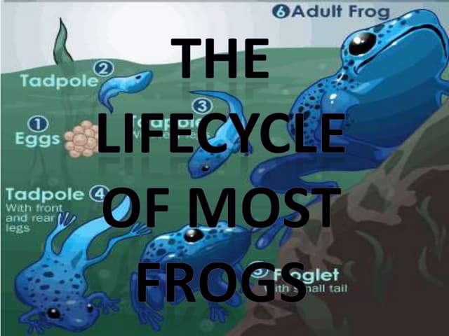 The lifecycle of a frog