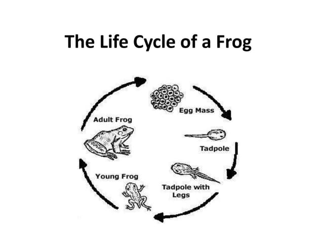The life cycle of a frog