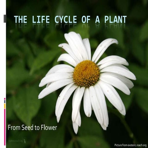 The Life Cycle Of A Plant