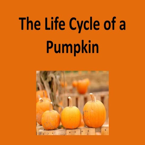 The life cycle of a pumpkin